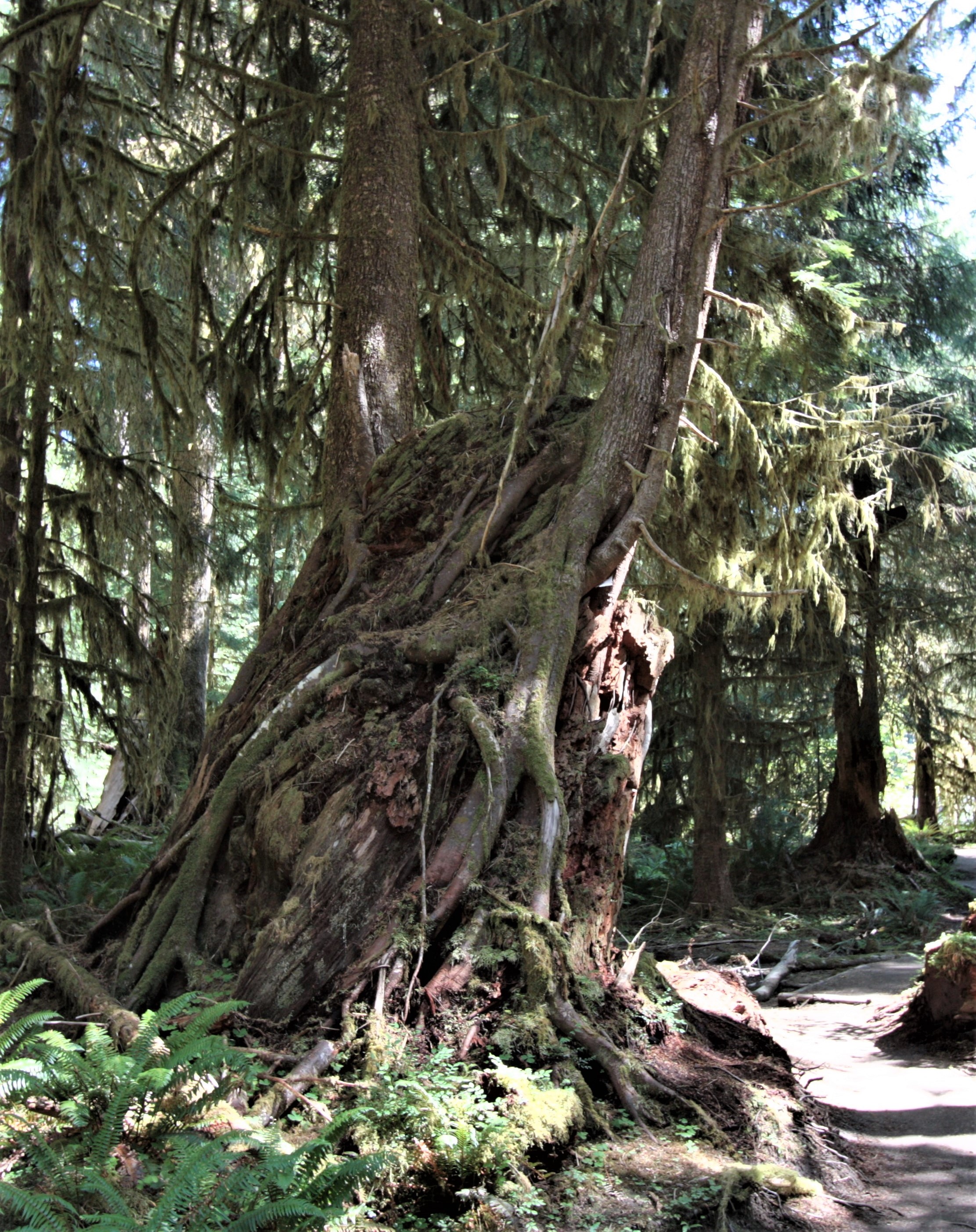 Olympic NP